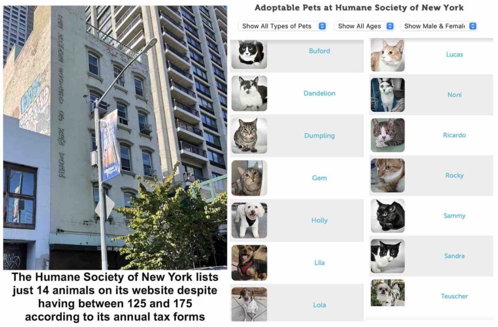 Image of the Humane Society of New York includes a visual of the only 14 animals posted on the shelter's website