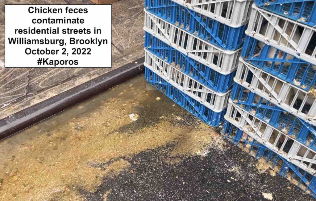 Photo of chicken feces on public streets during Kaporos