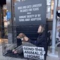 Protest in a cage at the Humane Society of New York