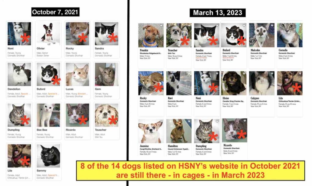 Photo shows that 8 of the animals listed on the Humane Society of New York's website in October 2021 were still there in March 2023