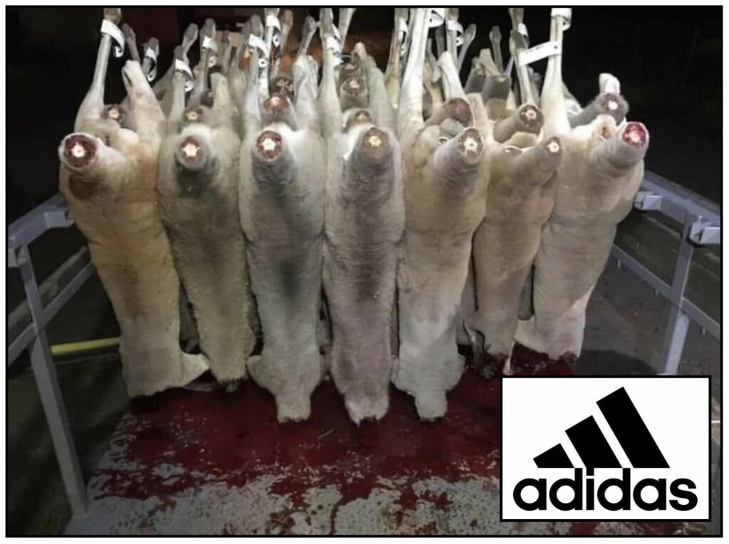 Photo of kangaroos killed by commercial hunters