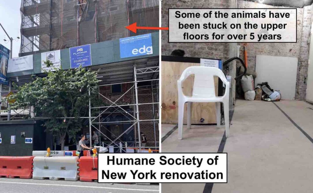 Photo of Humane Society of New York renovations