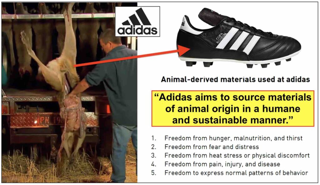 Photo of commercial kangaroo hunt and Adidas soccer cleat made from kangaroo skin