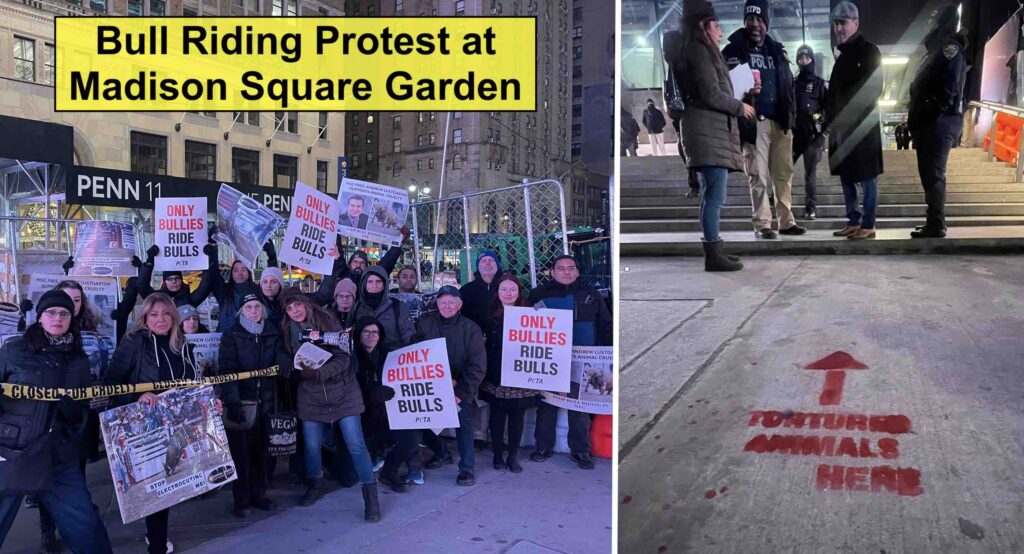 Photo of animal rights activists protesting bull riding at Madison Square Garden