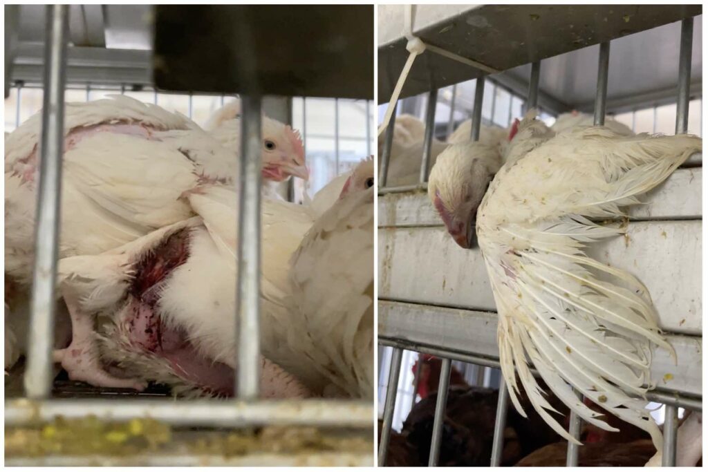 Photo of injured and deceased chickens at a NYC live animal market