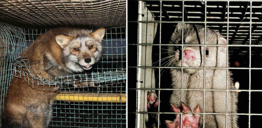 Photo of fur-bearing animals in cages on fur farms