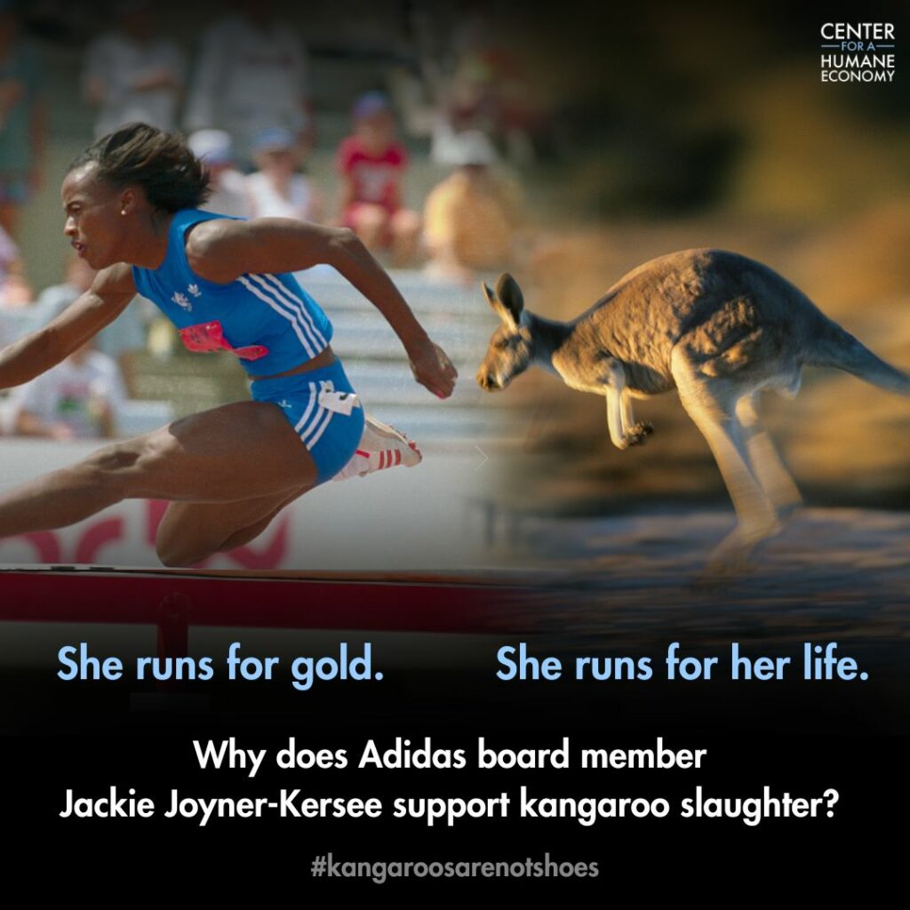 Photo of Jackie Joyner-Kersee running for a gold medal juxtaposed next to a kangaroo running for her life 