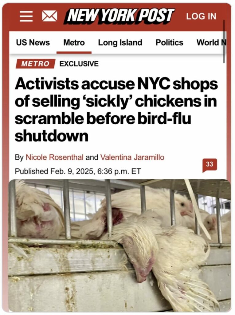 Photo of NY Post article about avian flu outbreaks in NYC's live animal markets 
