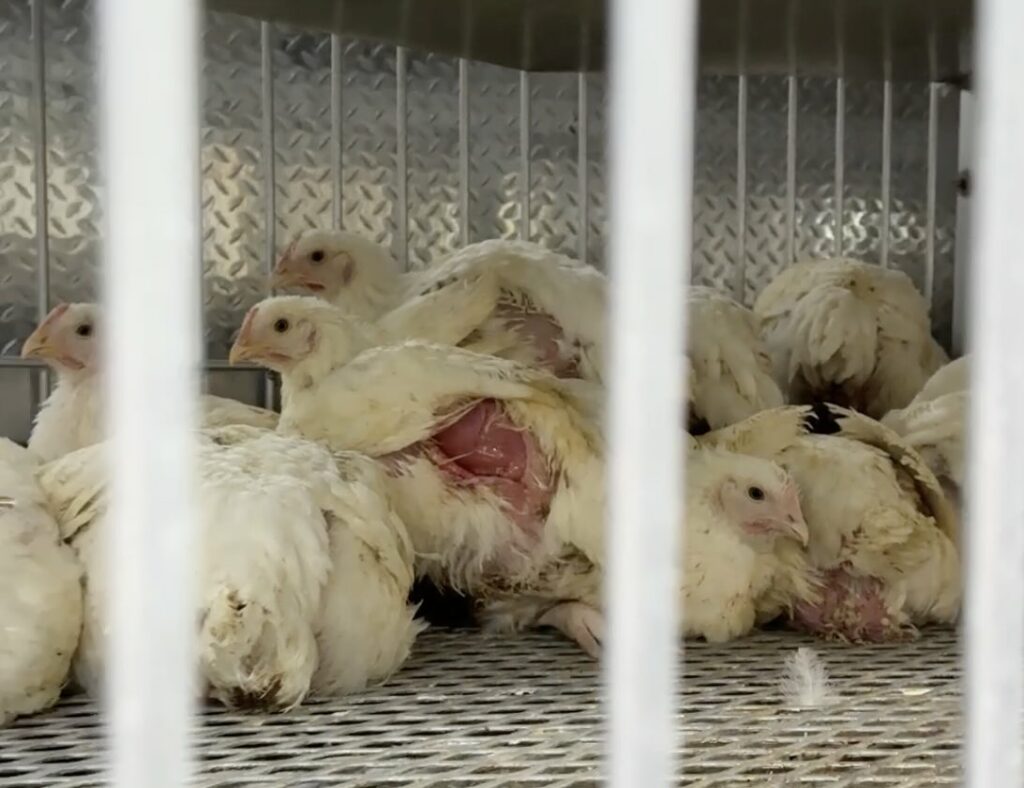 Photo of a chicken with an open wound at an NYC live animal market
